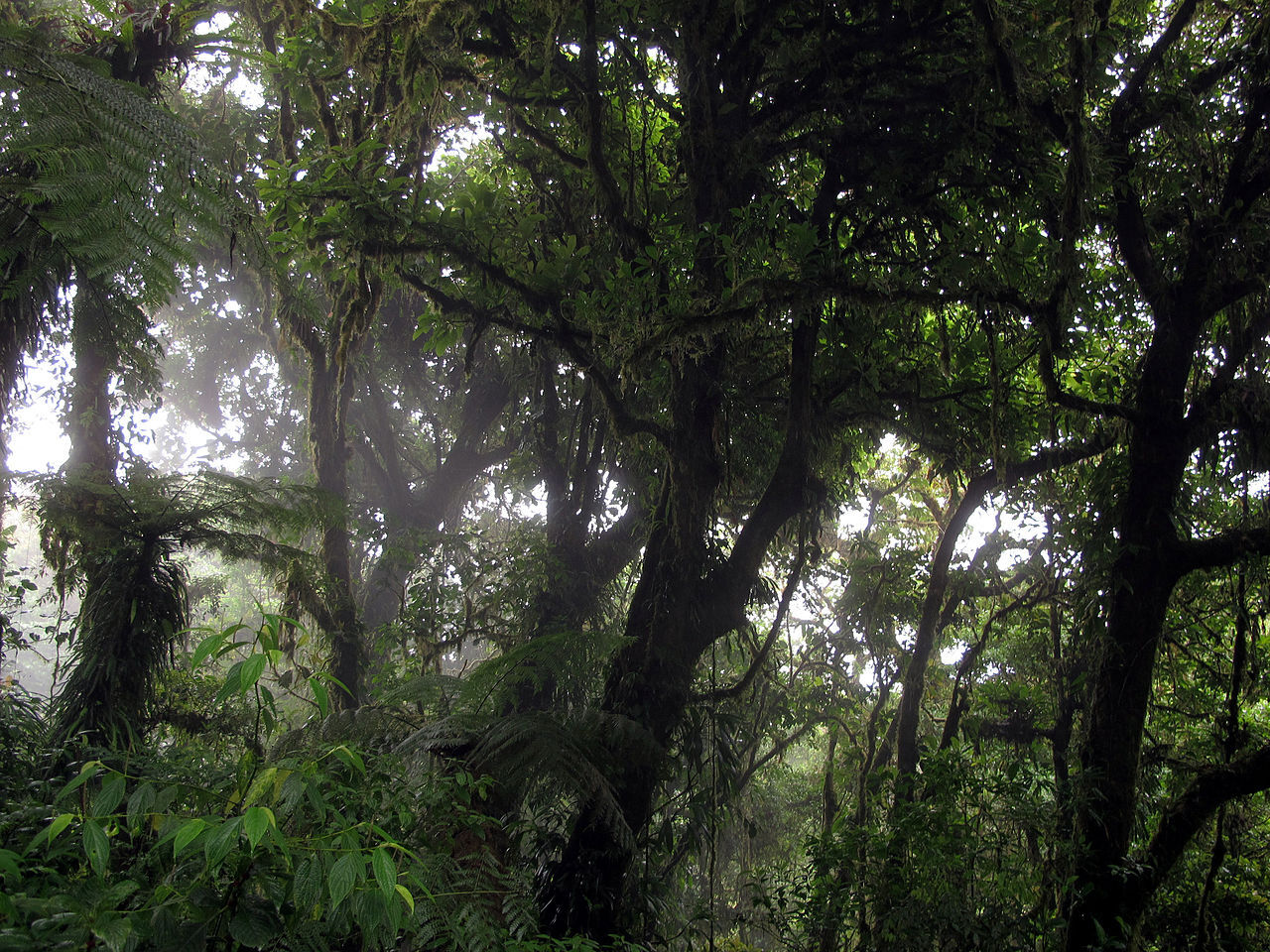 Bosque Nuboso · Monteverde