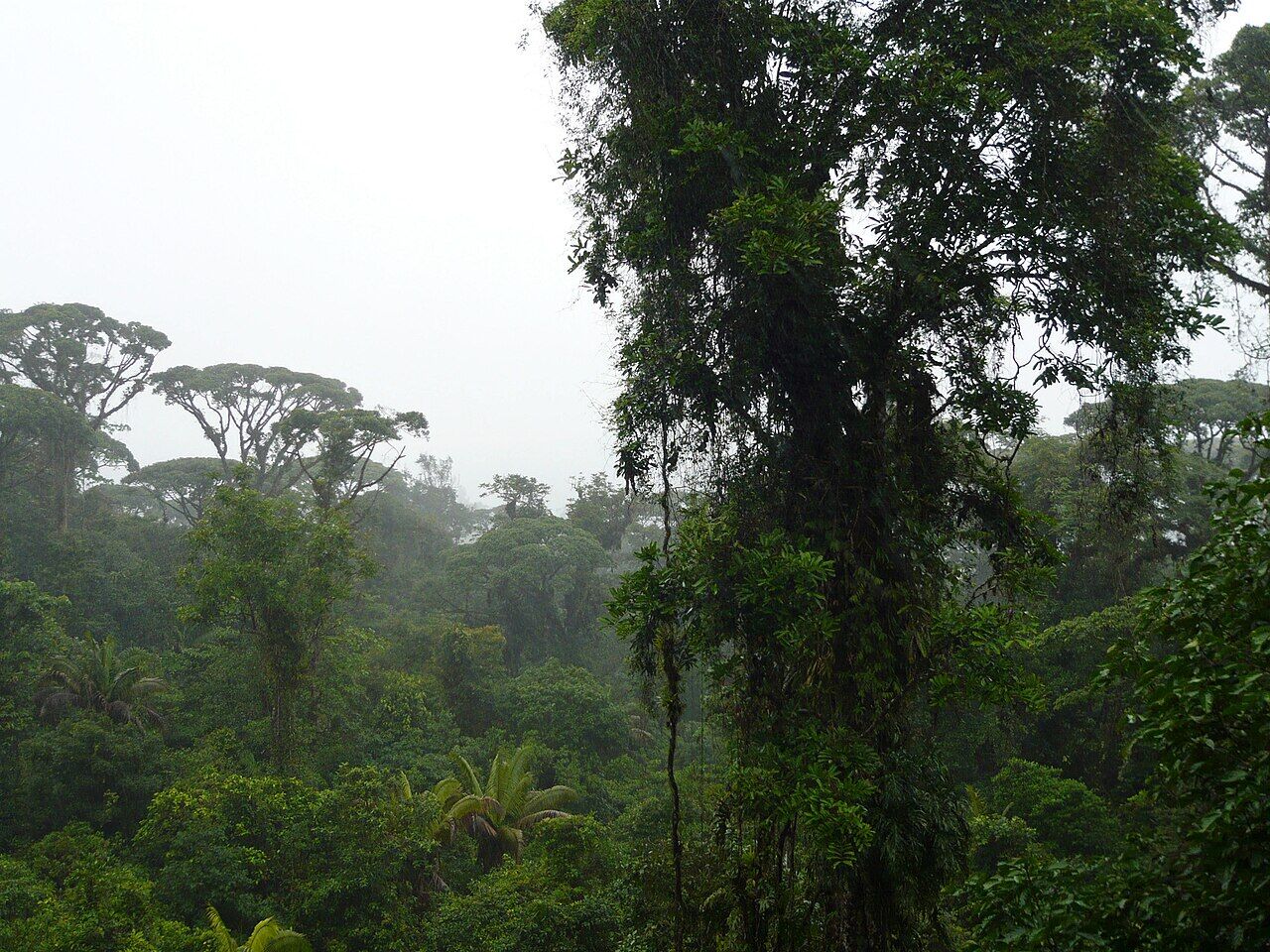 Selva de Sarapiquí · Braulio Carrillo